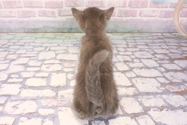 京都府のロシアンブルー (Coo&RIKU京都河原町店/2025年9月21日生まれ/男の子/ブルー)の子猫の4枚目の画像