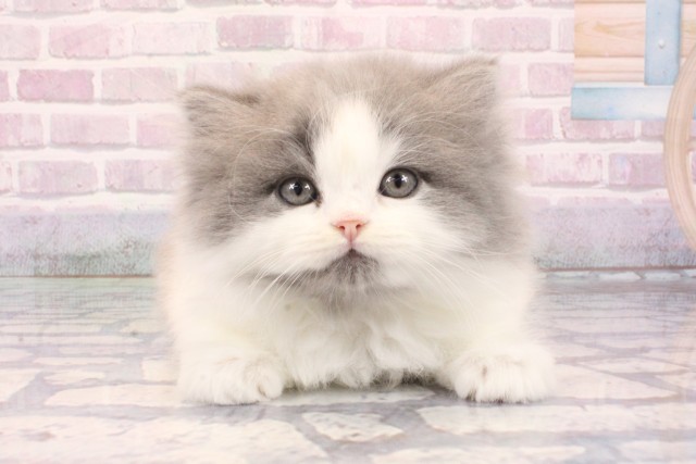 大阪府のミヌエット (Coo&RIKU梅田店/2025年9月28日生まれ/男の子/ブルータビーホワイト)の子猫の1枚目の画像