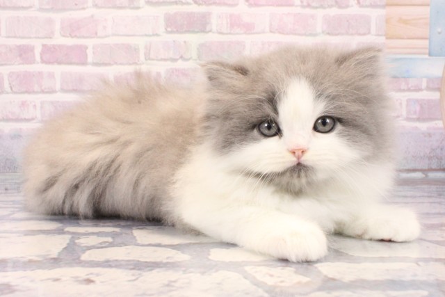 大阪府のミヌエット (Coo&RIKU梅田店/2025年9月28日生まれ/男の子/ブルータビーホワイト)の子猫の2枚目の画像