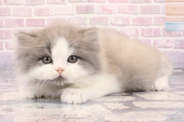 大阪府のミヌエット (Coo&RIKU梅田店/2025年9月28日生まれ/男の子/ブルータビーホワイト)の子猫の3枚目の画像