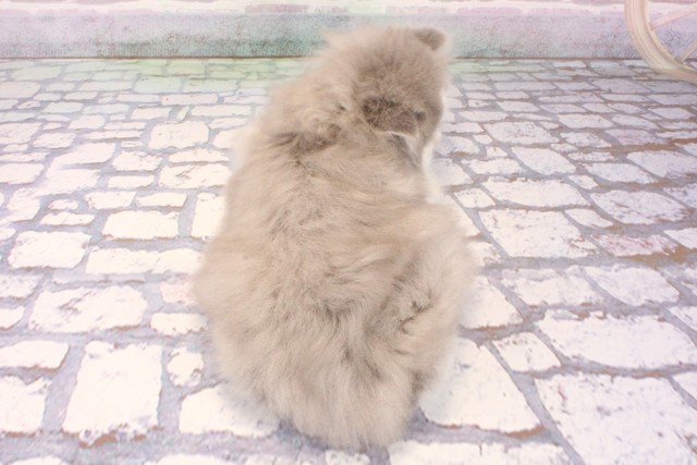 大阪府のミヌエット (Coo&RIKU梅田店/2025年9月28日生まれ/男の子/ブルータビーホワイト)の子猫の4枚目の画像