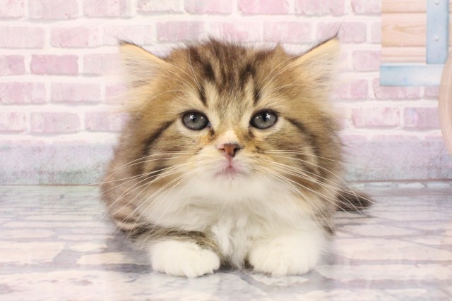 大阪府のスコティッシュストレート (Coo&RIKU高槻店/2025年9月28日生まれ/男の子/ブラウンタビーホワイト)の子猫