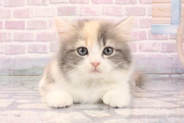 京都府のスコティッシュストレート (Coo&RIKU京都河原町店/2025年9月24日生まれ/女の子/ブルーパッチドタビーホワイト)の子猫の1枚目の画像