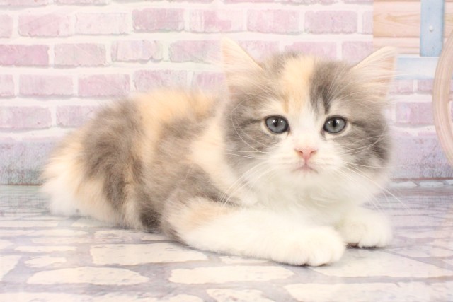 京都府のスコティッシュストレート (Coo&RIKU京都河原町店/2025年9月24日生まれ/女の子/ブルーパッチドタビーホワイト)の子猫の2枚目の画像