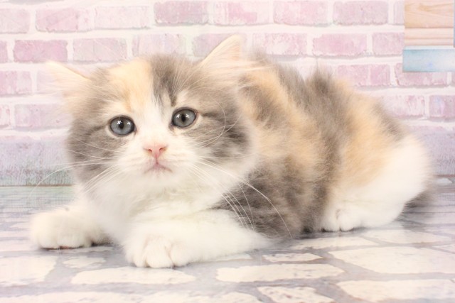 京都府のスコティッシュストレート (Coo&RIKU京都河原町店/2025年9月24日生まれ/女の子/ブルーパッチドタビーホワイト)の子猫の3枚目の画像