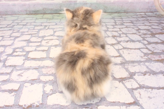 京都府のスコティッシュストレート (Coo&RIKU京都河原町店/2025年9月24日生まれ/女の子/ブルーパッチドタビーホワイト)の子猫の4枚目の画像