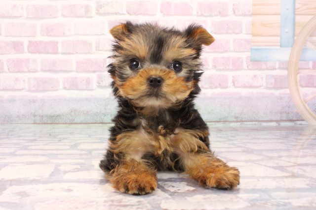 兵庫県のヨークシャーテリア (Coo&RIKU神戸三宮店/2025年9月27日生まれ/女の子/スチールブルータン)の子犬