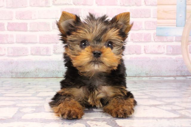 大阪府のヨークシャーテリア (Coo&RIKU天王寺店/2025年9月27日生まれ/男の子/スチールブルータン)の子犬