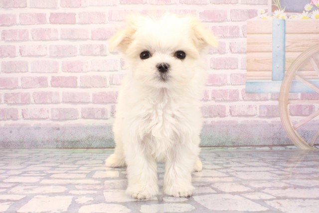 兵庫県のマルチーズ (Coo&RIKU伊丹店/2025年9月27日生まれ/女の子/ホワイト)の子犬