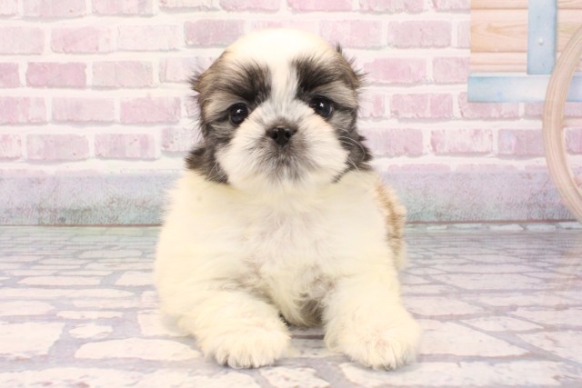 滋賀県のチワズー/チワシーズ(チワワ×シーズー) (Coo&RIKU滋賀草津店/2025年9月27日生まれ/女の子/ホワイトゴールド)の子犬の1枚目の画像