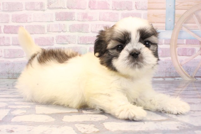 滋賀県のチワズー/チワシーズ(チワワ×シーズー) (Coo&RIKU滋賀草津店/2025年9月27日生まれ/女の子/ホワイトゴールド)の子犬の2枚目の画像