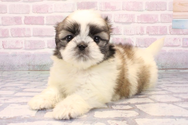 滋賀県のチワズー/チワシーズ(チワワ×シーズー) (Coo&RIKU滋賀草津店/2025年9月27日生まれ/女の子/ホワイトゴールド)の子犬の3枚目の画像