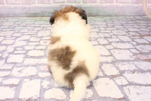 滋賀県のチワズー/チワシーズ(チワワ×シーズー) (Coo&RIKU滋賀草津店/2025年9月27日生まれ/女の子/ホワイトゴールド)の子犬の4枚目の画像