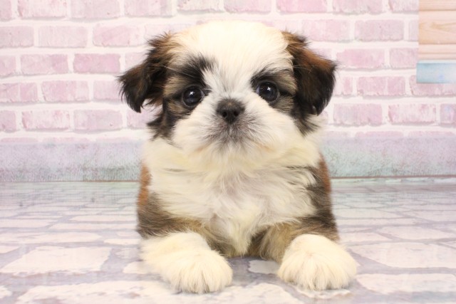 兵庫県のチワズー/チワシーズ(チワワ×シーズー) (Coo&RIKU神戸東灘店/2025年9月27日生まれ/男の子/ホワイトゴールド)の子犬