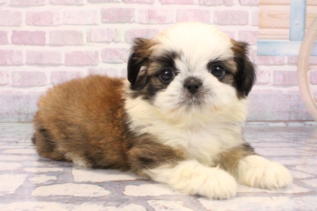 兵庫県のチワズー/チワシーズ(チワワ×シーズー) (Coo&RIKU神戸東灘店/2025年9月27日生まれ/男の子/ホワイトゴールド)の子犬の2枚目の画像