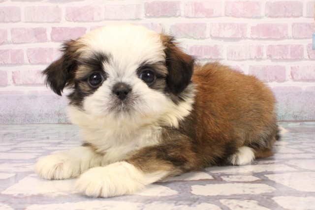 兵庫県のチワズー/チワシーズ(チワワ×シーズー) (Coo&RIKU神戸東灘店/2025年9月27日生まれ/男の子/ホワイトゴールド)の子犬の3枚目の画像