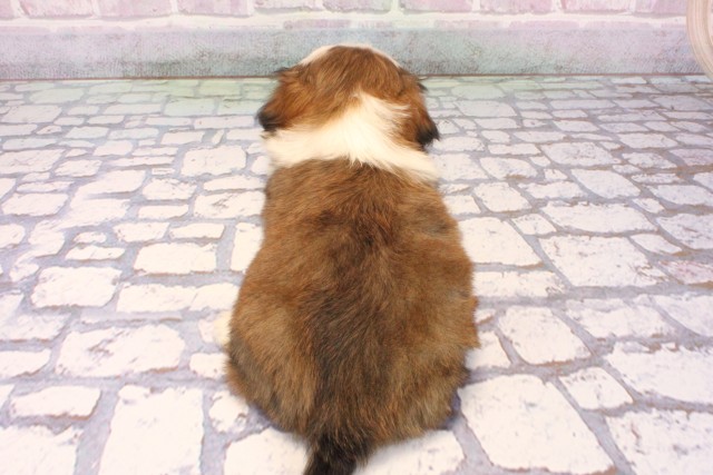 兵庫県のチワズー/チワシーズ(チワワ×シーズー) (Coo&RIKU神戸東灘店/2025年9月27日生まれ/男の子/ホワイトゴールド)の子犬の4枚目の画像