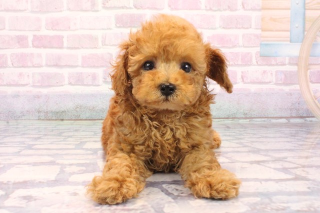 大阪府のトイプードル(トイ) (Coo&RIKU寝屋川店/2025年9月28日生まれ/男の子/レッド)の子犬の1枚目の画像