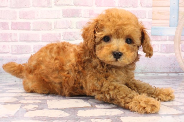 大阪府のトイプードル(トイ) (Coo&RIKU寝屋川店/2025年9月28日生まれ/男の子/レッド)の子犬の2枚目の画像