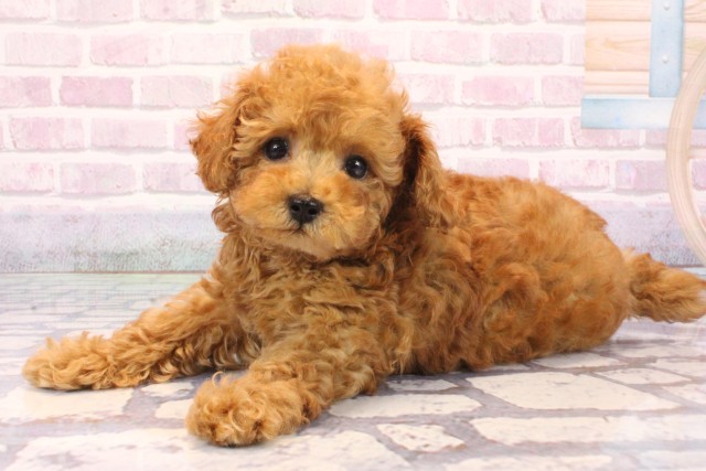 大阪府のトイプードル(トイ) (Coo&RIKU寝屋川店/2025年9月28日生まれ/男の子/レッド)の子犬の3枚目の画像