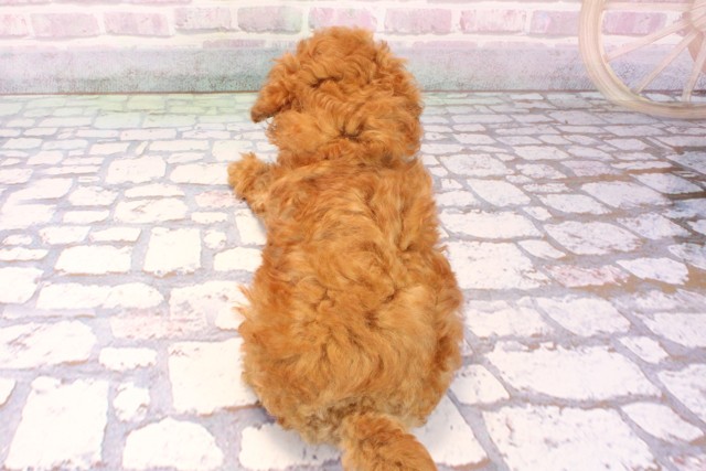 大阪府のトイプードル(トイ) (Coo&RIKU寝屋川店/2025年9月28日生まれ/男の子/レッド)の子犬の4枚目の画像