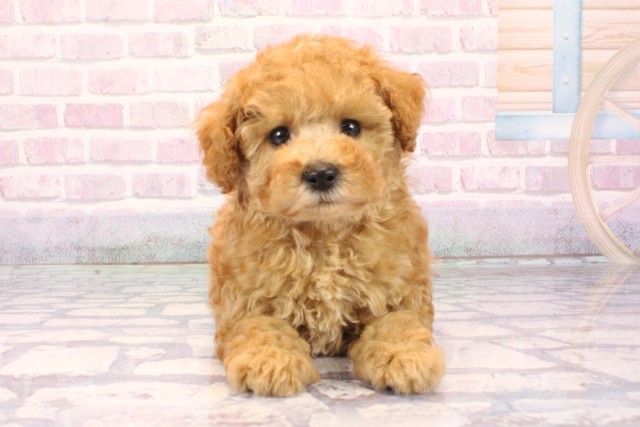 大阪府のトイプードル(トイ) (Coo&RIKU枚方店/2025年9月27日生まれ/男の子/アプリコット)の子犬の1枚目の画像