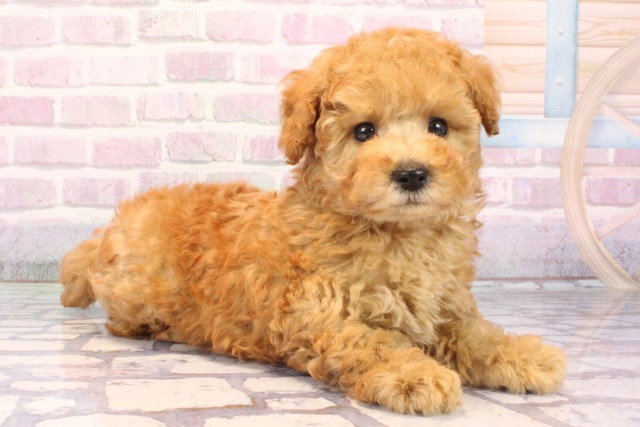 大阪府のトイプードル(トイ) (Coo&RIKU枚方店/2025年9月27日生まれ/男の子/アプリコット)の子犬の2枚目の画像