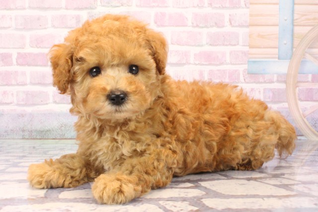 大阪府のトイプードル(トイ) (Coo&RIKU枚方店/2025年9月27日生まれ/男の子/アプリコット)の子犬の3枚目の画像