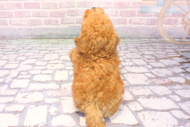 大阪府のトイプードル(トイ) (Coo&RIKU枚方店/2025年9月27日生まれ/男の子/アプリコット)の子犬の4枚目の画像