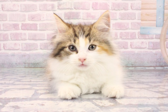 兵庫県のノルウェージャンフォレストキャット (Coo&RIKU伊丹店/2025年9月17日生まれ/女の子/キャリコ)の子猫の1枚目の画像