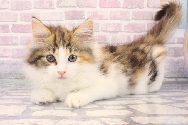 兵庫県のノルウェージャンフォレストキャット (Coo&RIKU伊丹店/2025年9月17日生まれ/女の子/キャリコ)の子猫の3枚目の画像