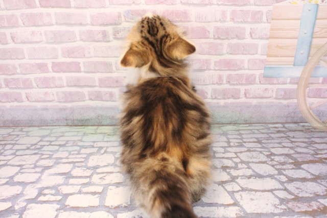 兵庫県のノルウェージャンフォレストキャット (Coo&RIKU伊丹店/2025年9月17日生まれ/女の子/キャリコ)の子猫の4枚目の画像