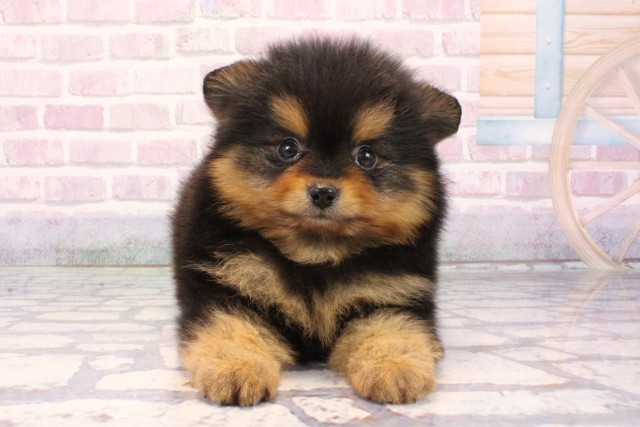 大阪府のポメラニアン (Coo&RIKU寝屋川店/2025年9月27日生まれ/男の子/ブラックタン)の子犬の1枚目の画像