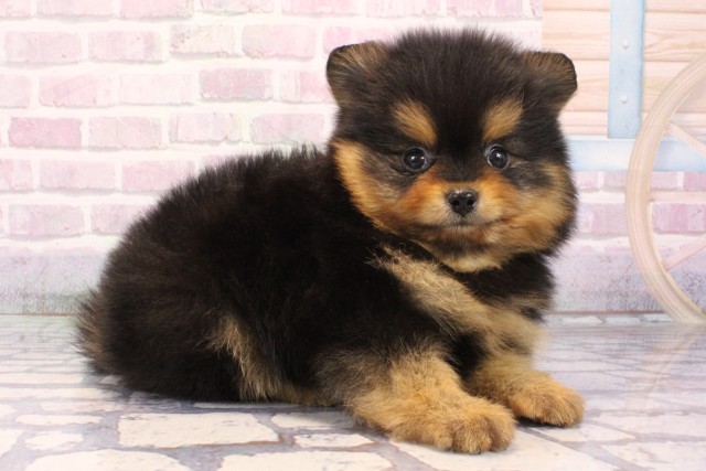 大阪府のポメラニアン (Coo&RIKU寝屋川店/2025年9月27日生まれ/男の子/ブラックタン)の子犬の2枚目の画像