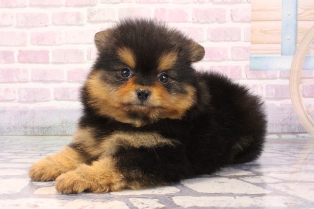 大阪府のポメラニアン (Coo&RIKU寝屋川店/2025年9月27日生まれ/男の子/ブラックタン)の子犬の3枚目の画像