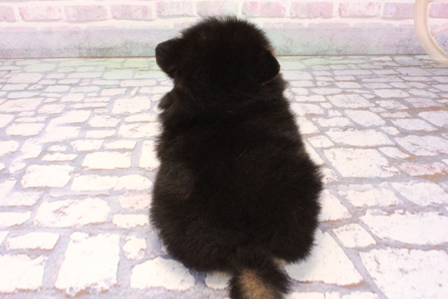 大阪府のポメラニアン (Coo&RIKU寝屋川店/2025年9月27日生まれ/男の子/ブラックタン)の子犬の4枚目の画像