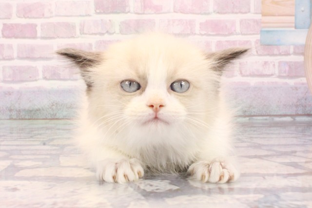 京都府のラグドール (Coo&RIKU京都河原町店/2025年9月25日生まれ/女の子/シールポイントバイカラー)の子猫の1枚目の画像