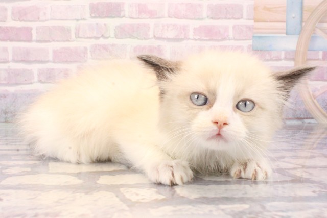 京都府のラグドール (Coo&RIKU京都河原町店/2025年9月25日生まれ/女の子/シールポイントバイカラー)の子猫の2枚目の画像