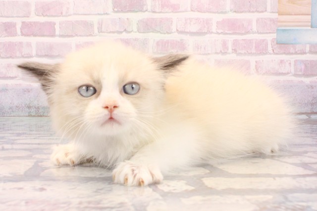 京都府のラグドール (Coo&RIKU京都河原町店/2025年9月25日生まれ/女の子/シールポイントバイカラー)の子猫の3枚目の画像