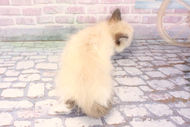 京都府のラグドール (Coo&RIKU京都河原町店/2025年9月25日生まれ/女の子/シールポイントバイカラー)の子猫の4枚目の画像