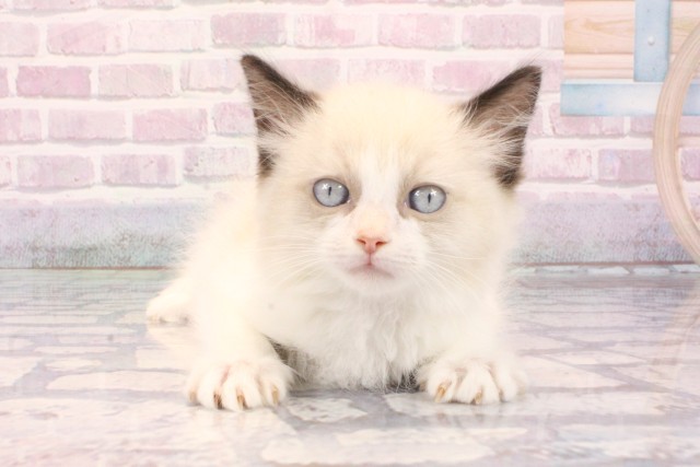 兵庫県のラグドール (Coo&RIKU神戸三宮店/2025年9月25日生まれ/男の子/シールポイントバイカラー)の子猫