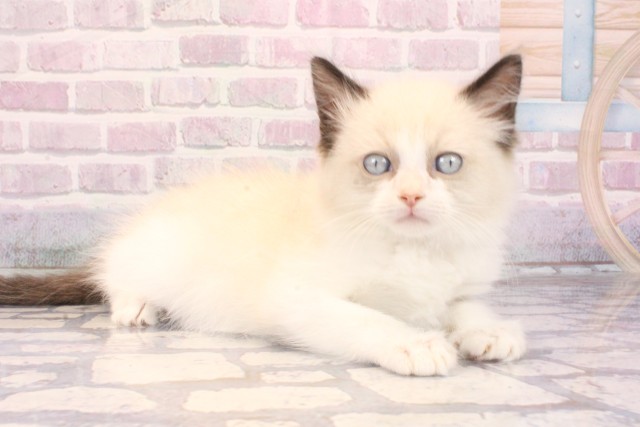 兵庫県のラグドール (Coo&RIKU神戸三宮店/2025年9月25日生まれ/男の子/シールポイントバイカラー)の子猫の2枚目の画像
