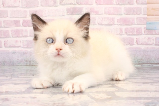 兵庫県のラグドール (Coo&RIKU神戸三宮店/2025年9月25日生まれ/男の子/シールポイントバイカラー)の子猫の3枚目の画像