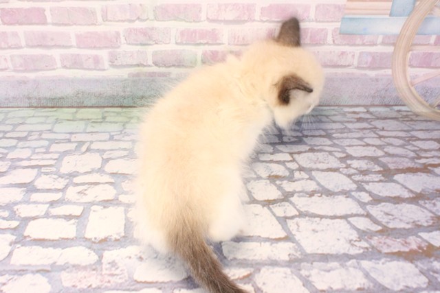 兵庫県のラグドール (Coo&RIKU神戸三宮店/2025年9月25日生まれ/男の子/シールポイントバイカラー)の子猫の4枚目の画像