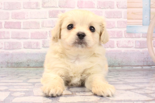 兵庫県のペキプー(ペキニーズ×プードル) (Coo&RIKU丹波店/2025年9月26日生まれ/女の子/クリーム)の子犬