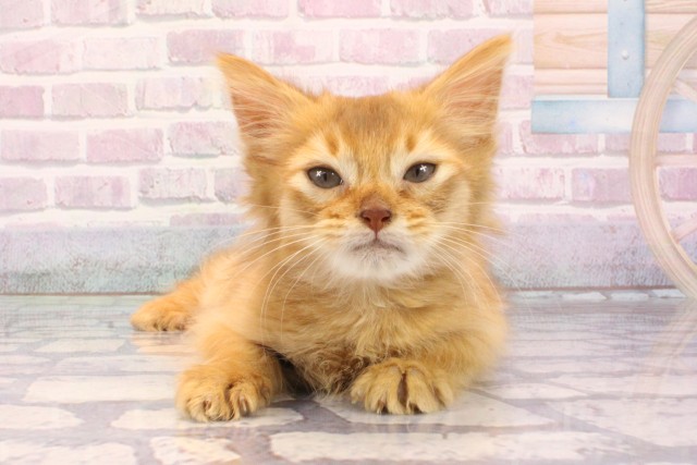 奈良県のソマリ (Coo&RIKU奈良新庄店/2025年9月27日生まれ/男の子/レッド)の子猫の1枚目の画像