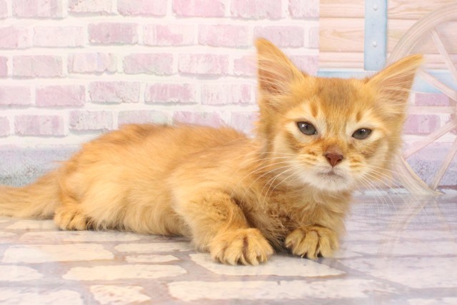 奈良県のソマリ (Coo&RIKU奈良新庄店/2025年9月27日生まれ/男の子/レッド)の子猫の2枚目の画像