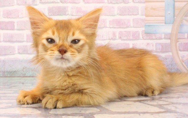 奈良県のソマリ (Coo&RIKU奈良新庄店/2025年9月27日生まれ/男の子/レッド)の子猫の3枚目の画像