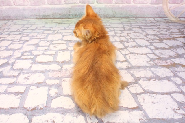 奈良県のソマリ (Coo&RIKU奈良新庄店/2025年9月27日生まれ/男の子/レッド)の子猫の4枚目の画像