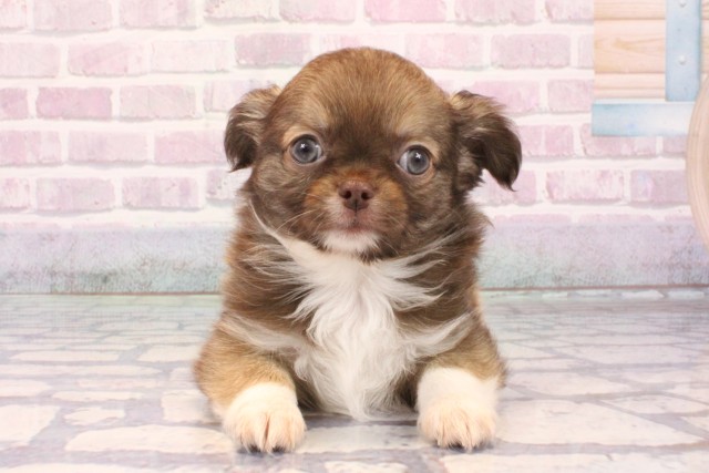 奈良県のチワワ(ロング) (Coo&RIKU奈良新庄店/2025年9月28日生まれ/男の子/フォーン)の子犬の1枚目の画像